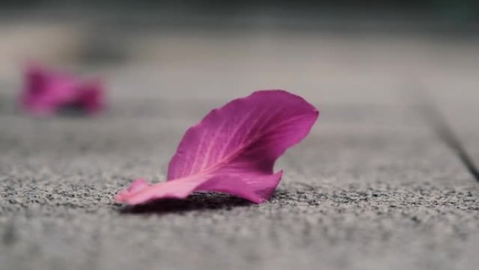 紫荆×布莱克娜粉红色的花瓣被吹走了