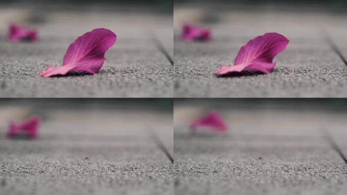 紫荆×布莱克娜粉红色的花瓣被吹走了