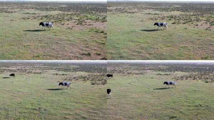 在草地上放牧的奶牛。无人机放牧时跟随母牛。