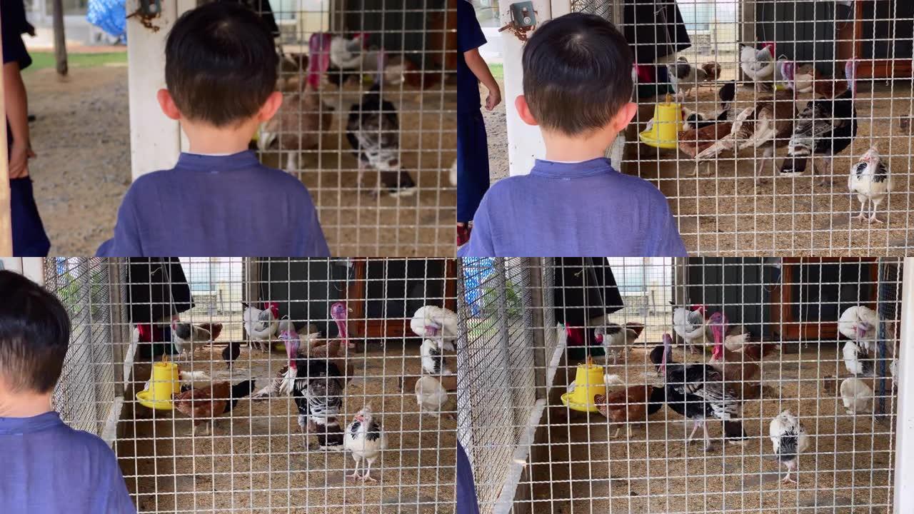 孩子看笼子里的鸡