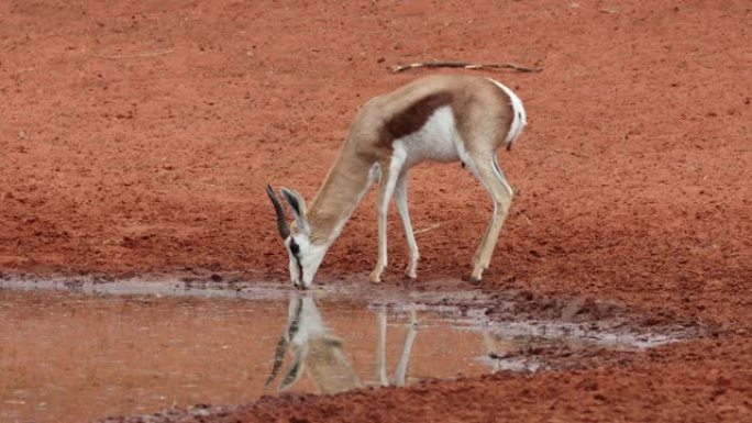 南非莫卡拉国家公园跳羚饮用水
