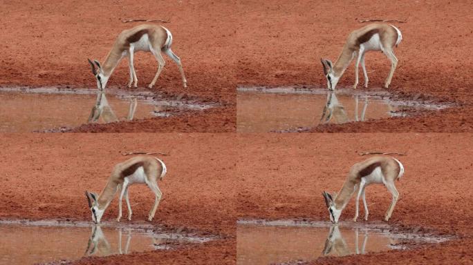 南非莫卡拉国家公园跳羚饮用水