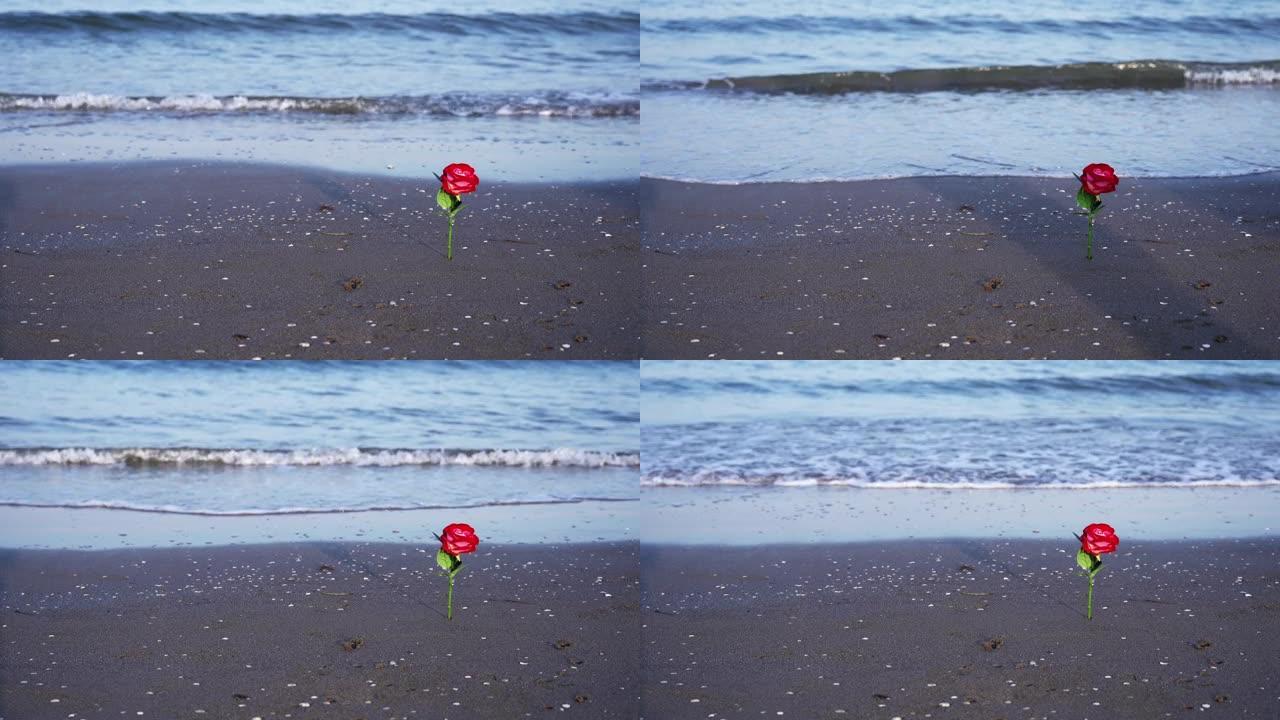 红玫瑰和在潮湿的沙滩上行走的人的移动阴影