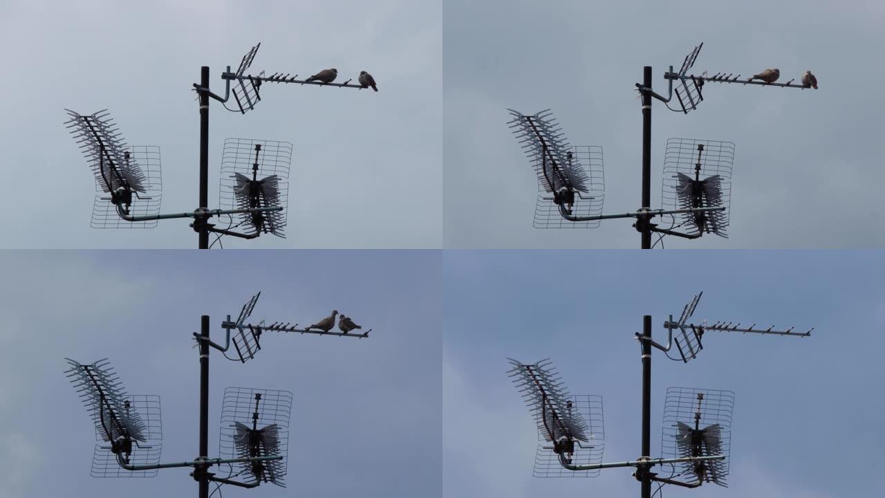 一对鸽子坐在高高的天线上，在房屋的屋顶上以及在快速移动的白云中，用于电视，互联网和无线通信。