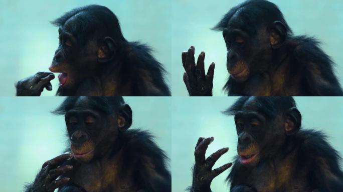倭黑猩猩的脸特写，舔手指