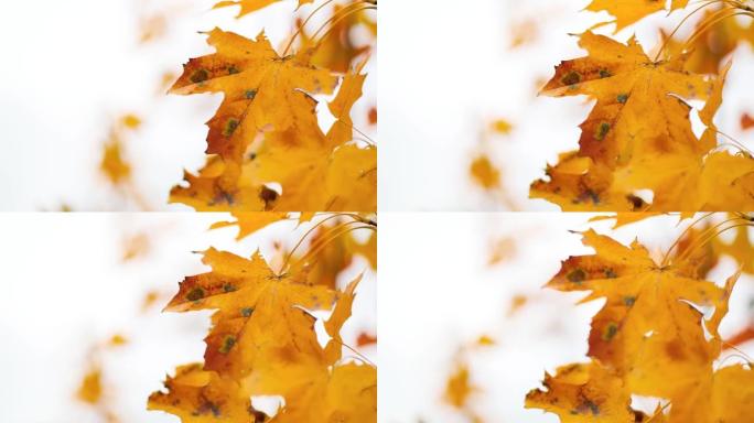 秋天的枫树金黄色的叶子在秋天公园的树上摆动。慢动作。橙色自然背景