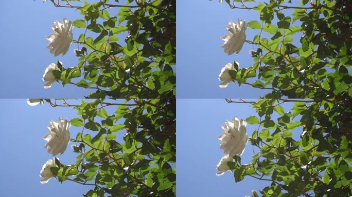 美丽的白花玫瑰，绿叶在蓝天下。热带岛屿上温暖晴朗的一天。特写。