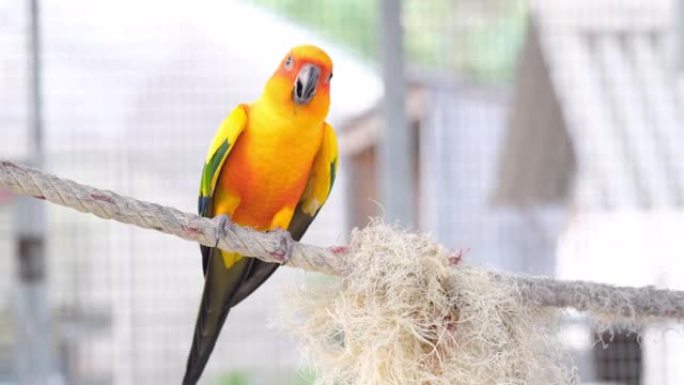 特写彩色黄色橙色绿色爱鸟鸣叫，站在绳子上，手持相机搬出