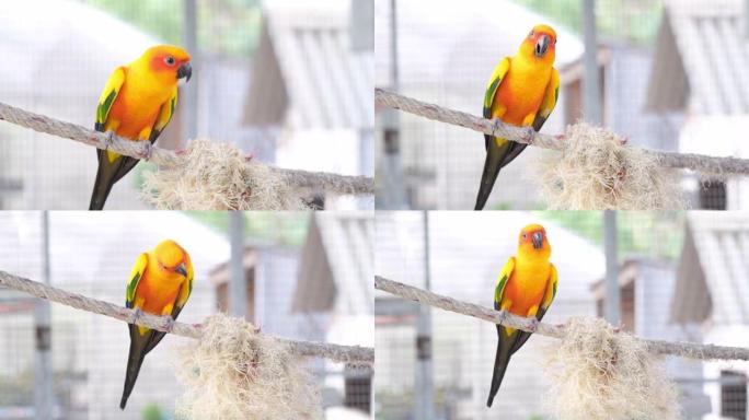 特写彩色黄色橙色绿色爱鸟鸣叫，站在绳子上，手持相机搬出