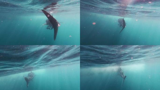 在泰国与野生鲸鲨一起游泳