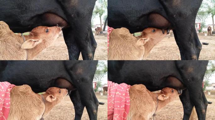早晨，傻乎乎的小牛在吮吸母牛的乳房。
