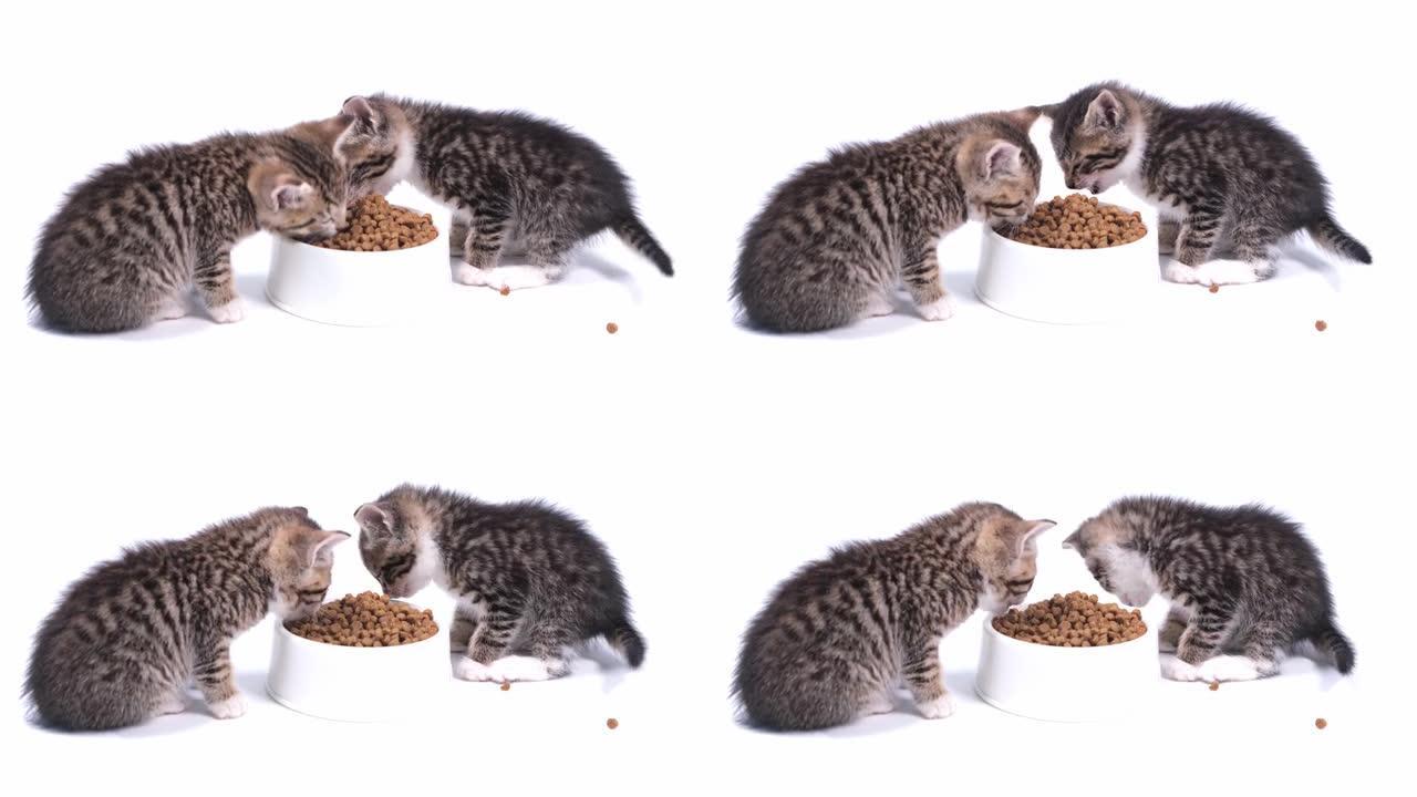 4k两只条纹小猫吃新鲜的小猫干猫粮。白色背景上的小猫食品广告