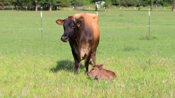 泽西牛站在她刚出生的小牛犊上