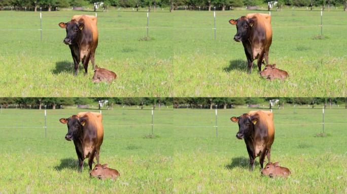 泽西牛站在她刚出生的小牛犊上
