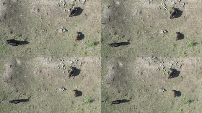 高山牧场  散养牛   俯瞰大山牧场