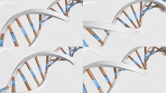 人类DNA的结构在化合物和数字的背景下旋转。概念科学技术三维动画无缝循环。