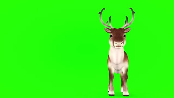 绿色背景上的圣诞鹿。3D渲染。