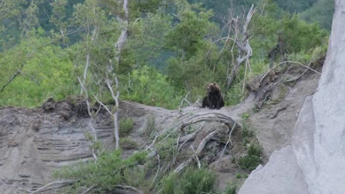 坐在森林小山上的棕熊