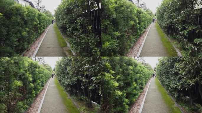 穿过日本禅宗花园小巷，小路两边都是松树。