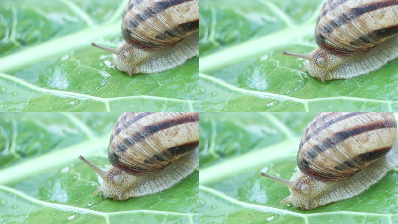 大蜗牛爬到一片叶子上