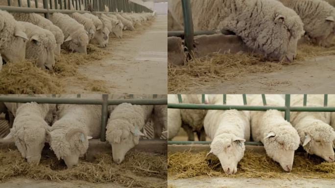 饲养羊 羊吃饲料实拍 羊圈 羊舍 饲养羊