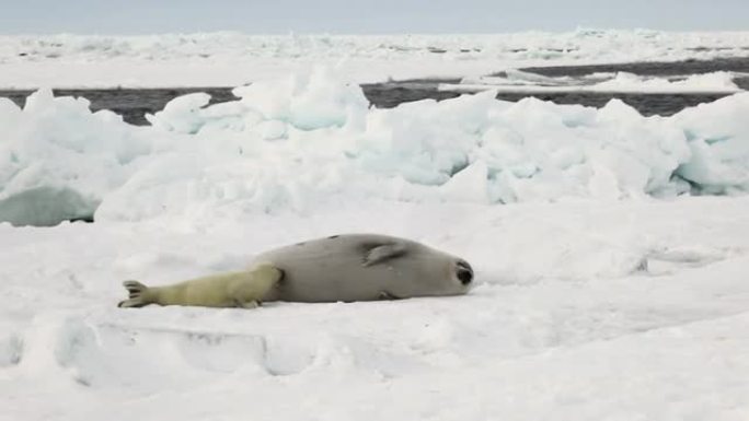 在俄罗斯白雪海上，刚出生的小海豹正在吮吸妈妈的奶水。