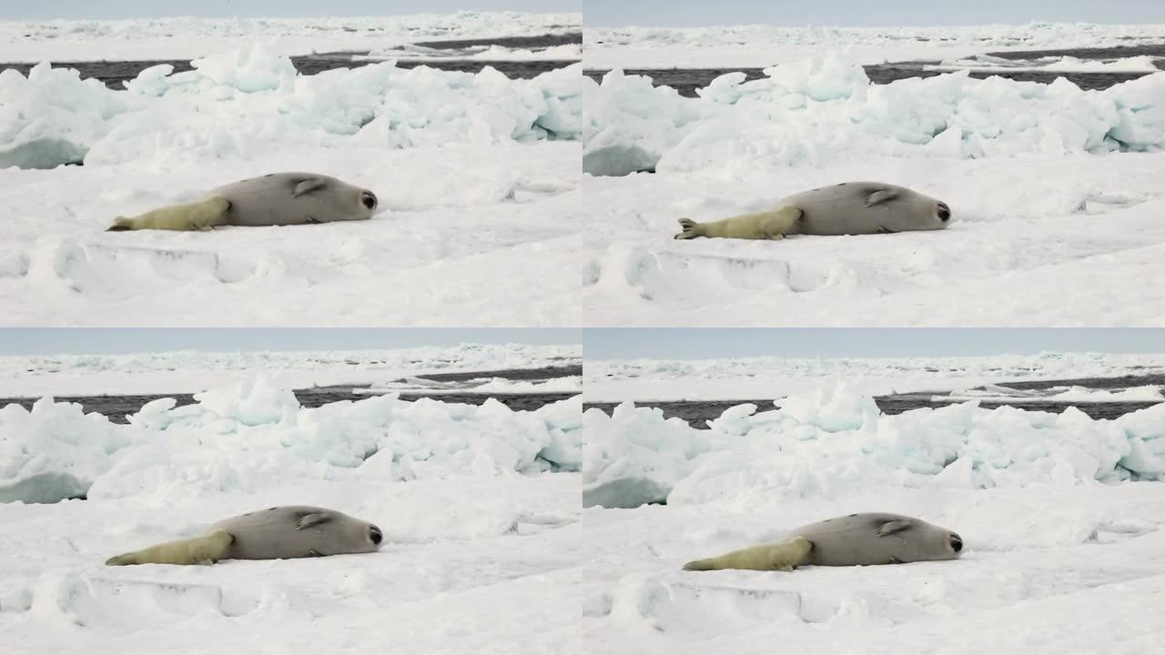 在俄罗斯白雪海上，刚出生的小海豹正在吮吸妈妈的奶水。