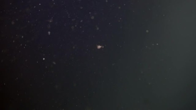 马尔代夫暗礁上的扁虫
