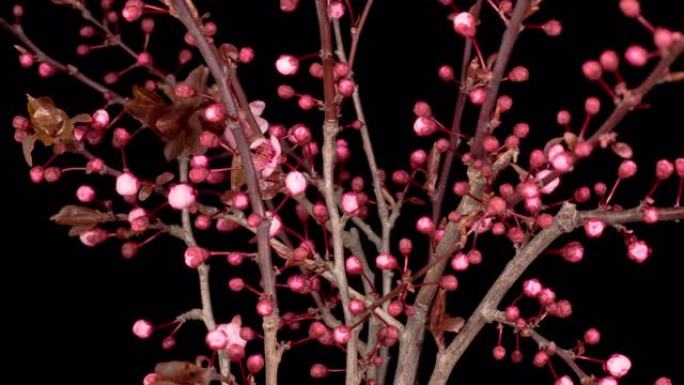 树枝上的粉红色花朵绽放樱桃树