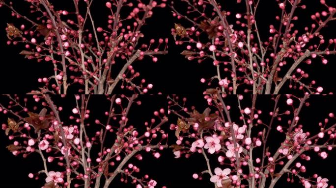 树枝上的粉红色花朵绽放樱桃树