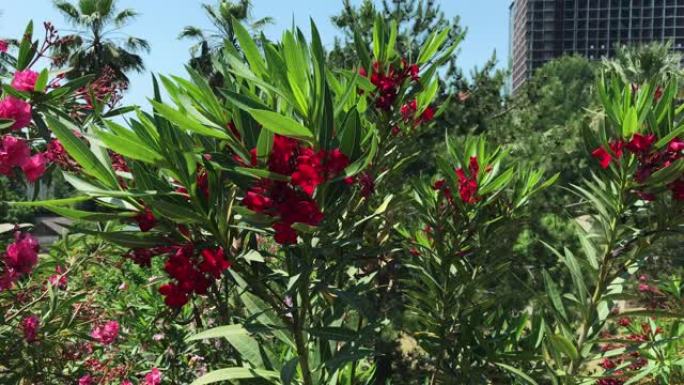 粉红色的夹竹桃花和树枝，Nerium夹竹桃，在夏天的蓝天和高高的建筑中随风移动
