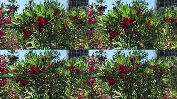 粉红色的夹竹桃花和树枝，Nerium夹竹桃，在夏天的蓝天和高高的建筑中随风移动