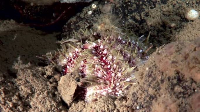 海洋生物海底的海胆。