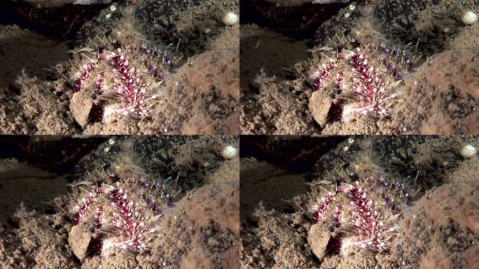 海洋生物海底的海胆。