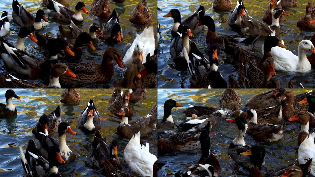 湖中的鸟类动物鸭