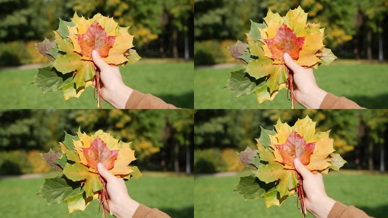 女人手里拿着一束五颜六色的树叶。秋公园的秋叶。中秋节，落叶，公园的美丽景观在背景