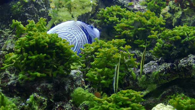珊瑚礁海藻中的神仙鱼 (Pterophyllum)