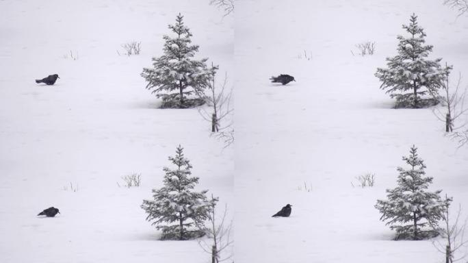 一只黑鸟从树下的雪地上甩掉了羽毛。冬季降雪慢动作