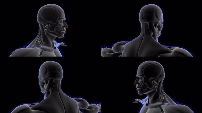 压下鼻隔肌解剖医学概念循环3D插图