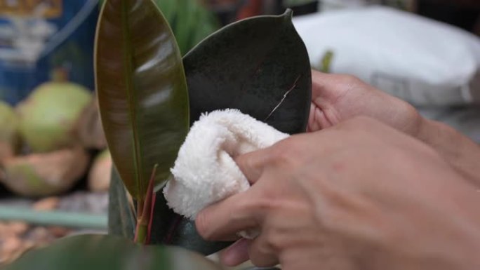 女人的手用织物擦拭和清洁植物叶子