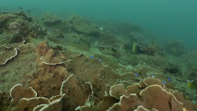 台湾，巨大的半圆神仙鱼在珊瑚礁中游动