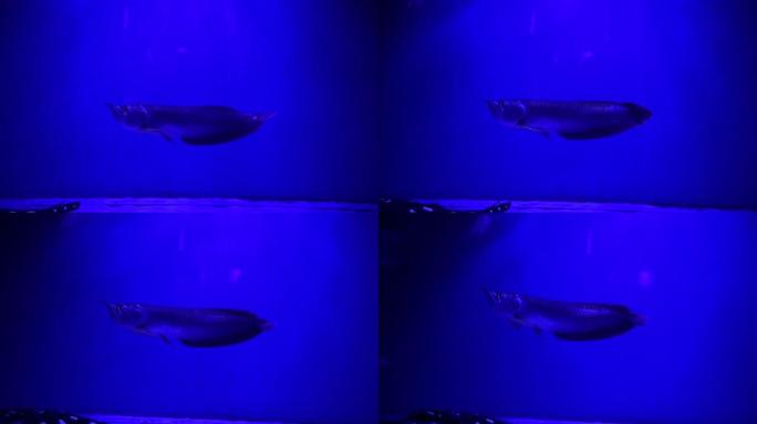 淡水水族馆里的银龙鱼很好，光线很好