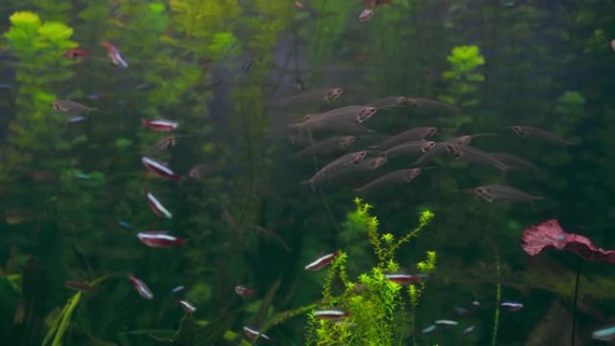 不同鱼在海洋中游泳的特写。水族馆水生绿色植被中的许多鱼类
