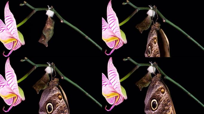 猫头鹰蝴蝶从蛹中出现的过程，时间流逝，蝴蝶从蛹中诞生并摇动翅膀，认知和教育辅助，微距摄影