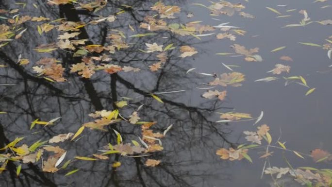 公园里的湖里飘着秋叶。