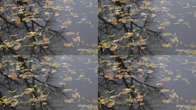 公园里的湖里飘着秋叶。