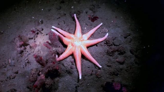 白海海底海星红色。