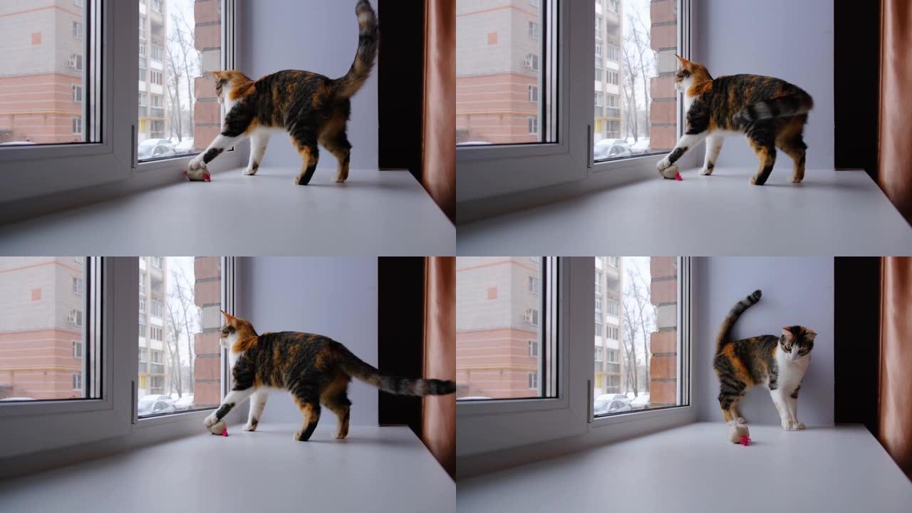 可爱的猫在窗台上玩一个柔软的小玩具。三色猫