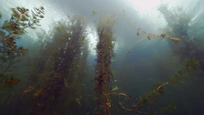 淡水湖水下植物，宽低角平底锅拍摄