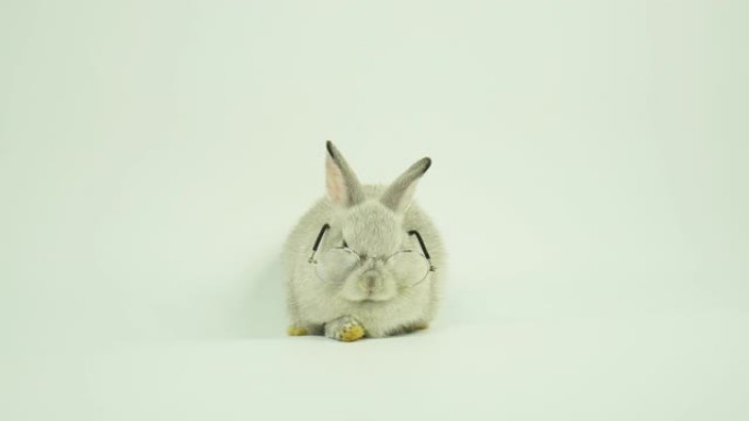 有趣可爱的小兔子，戴着眼镜在白色背景上玩复活节概念